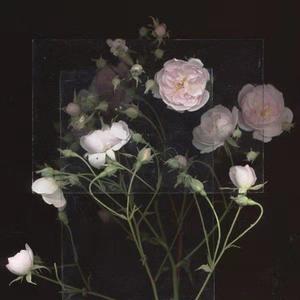 中国女人与公狗1级黄色大片日本女人与狗性交黄色大片视频
